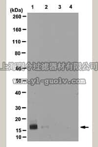 merck millipore,默克密理博,05-791R,Anti-mono/di/trimethyl-Histone H3 (Lys4) Antibody, clone AW304, rabbit monoclonal