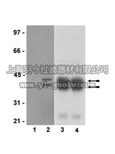 merck millipore,默克密理博,05-797R,Anti-phospho-Erk1/2 (Thr202/Tyr204, Thr185/Tyr187)Antibody, recombinant clone AW39R, rabbit monoclonal