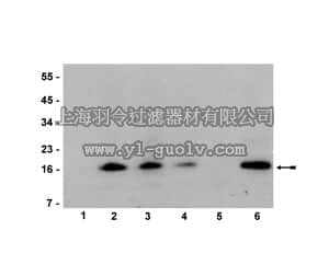 merck millipore,默克密理博,05-801,Anti-trimethyl-Histone H3 (Lys36) Antibody, clone MC86, rabbit monoclonal