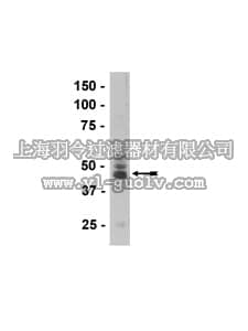 merck millipore,默克密理博,05-803,Anti-Tau (3-repeat isoform RD3) Antibody, clone 8E6/C11