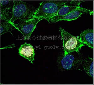 merck millipore,默克密理博,05-806-AF647,Anti-phospho Histone H3 (Ser10), clone 3H10, Alexa Fluor 647 Antibody