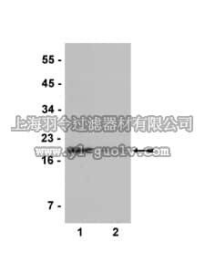 merck millipore,默克密理博,05-808,Anti-dimethyl-Histone H3 (Arg2) Antibody, rabbit monoclonal