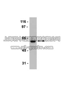 merck millipore,默克密理博,05-814,Anti-HDAC2 Antibody, clone 3F3