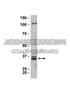 merck millipore,默克密理博,05-815,Anti-Cyclin D1 Antibody