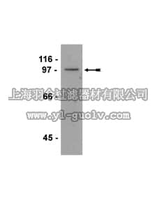 merck millipore,默克密理博,05-827,Anti-Glucocorticoid Receptor Antibody, clone FIGR