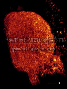 merck millipore,默克密理博,05-829,Anti-α-Tubulin Antibody, clone DM1A