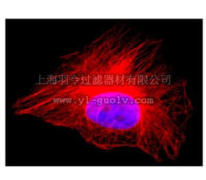 merck millipore,默克密理博,05-829X-555,Anti-α-Tubulin Antibody, Alexa Fluor 555 conjugate