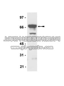 merck millipore,默克密理博,05-830,Anti-Neurofilament L Antibody, clone DA2