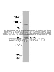 merck millipore,默克密理博,05-832,Anti-LKB1 Antibody, clone 5c10