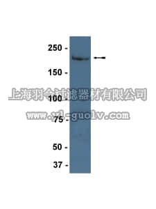 merck millipore,默克密理博,05-833,Anti-Myosin Heavy Chain Antibody, clone 2F4, cardiac