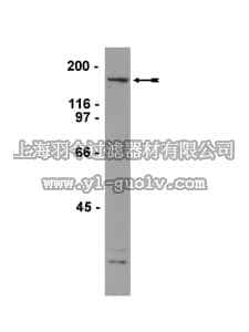 merck millipore,默克密理博,05-836,Anti-hCAP-D3 Antibody, clone 8C2-8F3-2B5