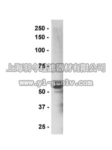 merck millipore,默克密理博,05-838,Anti-Tau Antibody, clone 46.1