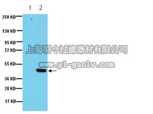 merck millipore,默克密理博,05-840,Anti-IDO (Indoleamine 2,3-Dioxygenase) Antibody, clone 10.1