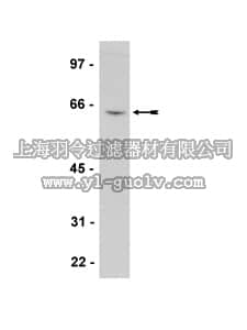 merck millipore,默克密理博,05-844,Anti-PLK1 Antibody, clone 35-206