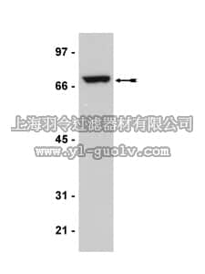 merck millipore,默克密理博,05-850,Anti-p68 Antibody, clone204