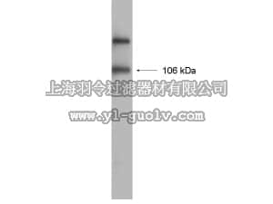 merck millipore,默克密理博,05-855R,Anti-GluR1 Antibody, Recombinant, rabbit monoclonal