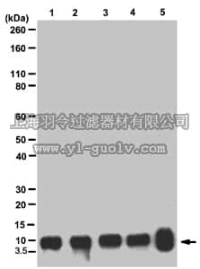 merck millipore,默克密理博,05-858R,Anti-Histone H4 Antibody, pan, clone 62-10C-2, rabbit monoclonal