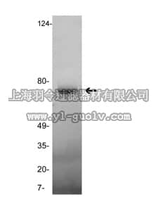 merck millipore,默克密理博,05-860,Anti-Vitronectin Antibody, clone GMA-900