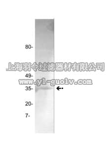 merck millipore,默克密理博,05-880,Anti-Thrombin Antibody, clone GMA-020
