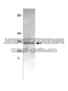 merck millipore,默克密理博,05-881,Anti-Tissue Factor Antibody, clone GMA-320