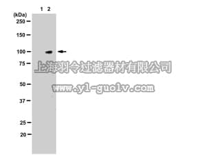 merck millipore,默克密理博,05-886R,Anti-phospho-STAT5A/B (Tyr694/699) Antibody, clone 94-10C-9-10C-2, rabbit monoclonal