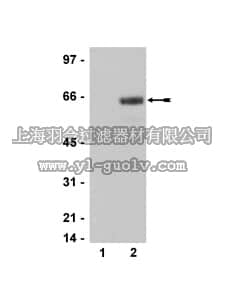 merck millipore,默克密理博,05-891,Anti-phospho-ATF2 (Thr69/71) Antibody, clone AW65