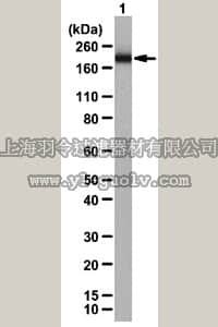 merck millipore,默克密理博,05-901R,Anti-NR2A Antibody, clone A12W, rabbit monoclonal