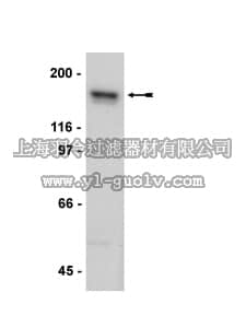 merck millipore,默克密理博,04-901,Anti-NR2A Antibody, clone A12W, rabbit monoclonal