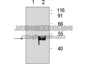merck millipore,默克密理博,05-902R,Anti-HA Tag Antibody, clone 114-2C-7, rabbit monoclonal