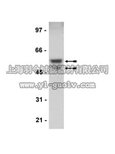 merck millipore,默克密理博,05-903,Anti-GSK3α/β Antibody, rabbit monoclonal