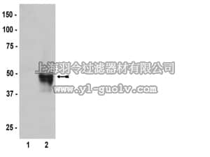 merck millipore,默克密理博,05-904,Anti-HA Tag Antibody