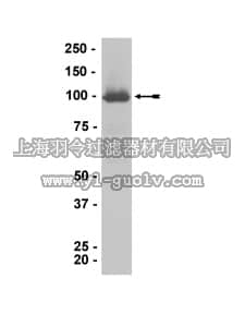 merck millipore,默克密理博,05-908,Anti-RAD21 Antibody