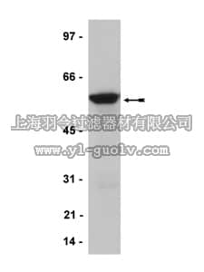 merck millipore,默克密理博,05-911,Anti-RAP1 Antibody, clone 4C8/1