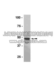 merck millipore,默克密理博,05-912,Anti-Maltose Binding Protein (MBP) Epitope Tag Antibody, clone R29.6