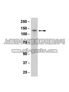 merck millipore,默克密理博,05-915,Anti-N-Cadherin Antibody, clone 13A9