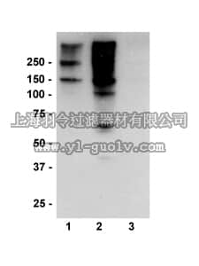 merck millipore,默克密理博,05-918,Anti-phospho-Ser/Thr-Pro MPM-3 Antibody, clone CC-3