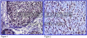 merck millipore,默克密理博,05-922R,Anti-phospho-Estrogen Receptor alpha (Ser305) Antibody, clone 124.9.4, rabbit monoclonal