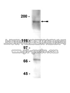 merck millipore,默克密理博,05-923,Anti-XPG Antibody, clone 8H7