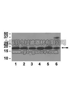 merck millipore,默克密理博,05-928,Anti-Histone H3 Antibody, CT, pan, clone A3S, rabbit monoclonal