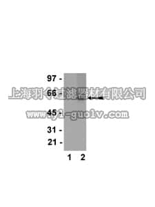 merck millipore,默克密理博,05-932,Anti-Calmodulin Binding Protein Epitope Tag Antibody, clone C16T, rabbit monoclonal