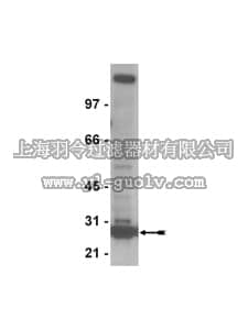 merck millipore,默克密理博,05-938,Anti-ORC6 Antibody, clone 3A4