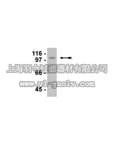 merck millipore,默克密理博,05-939,Anti-LSD1/BHC110 Antibody