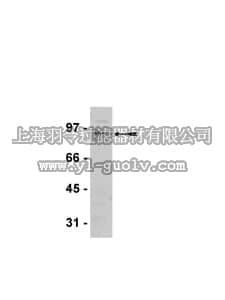 merck millipore,默克密理博,05-943,Anti-PAR-1B/MARK2 Antibody, clone 5C12D2