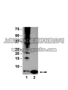 merck millipore,默克密理博,05-944,Anti-Ubiquitin Antibody, clone P4D1-A11