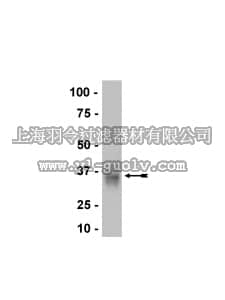 merck millipore,默克密理博,05-945,Anti-NKG2D Antibody, clone 3.1.1.1