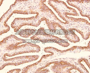 merck millipore,默克密理博,05-946,Anti-Trophinin Antibody, clone 3-11