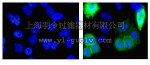 merck millipore,默克密理博,05-949,Anti-Histidine Tagged Antibody, clone HIS.H8