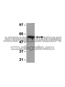 merck millipore,默克密理博,05-950,Anti-p54nrb/NonO Antibody, clone 78-1-C6