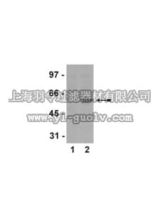 merck millipore,默克密理博,04-953,Anti-phospho-Smad2 (Ser465/467) Antibody, clone A5S, rabbit monoclonal