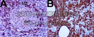merck millipore,默克密理博,05-954,Anti-TCL1 Antibody